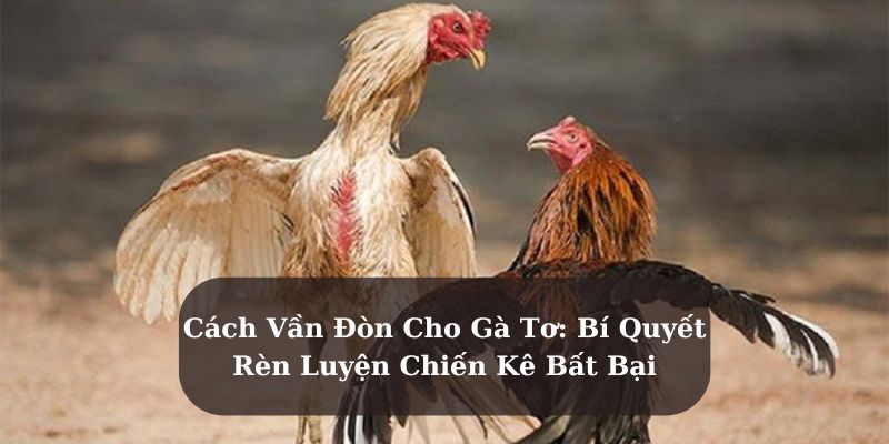 Cách Vần Đòn Cho Gà Tơ: Bí Quyết Rèn Luyện Chiến Kê Bất Bại