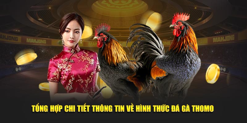 Đá Gà Thomo - Chi Tiết Về Hình Thức Đá Gà Phổ Biến Nhất