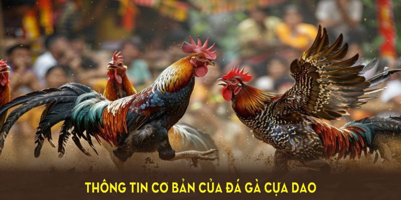 Đá Gà Cựa Dao 88BET Và Những Thông Tin Dành Cho Người Mới